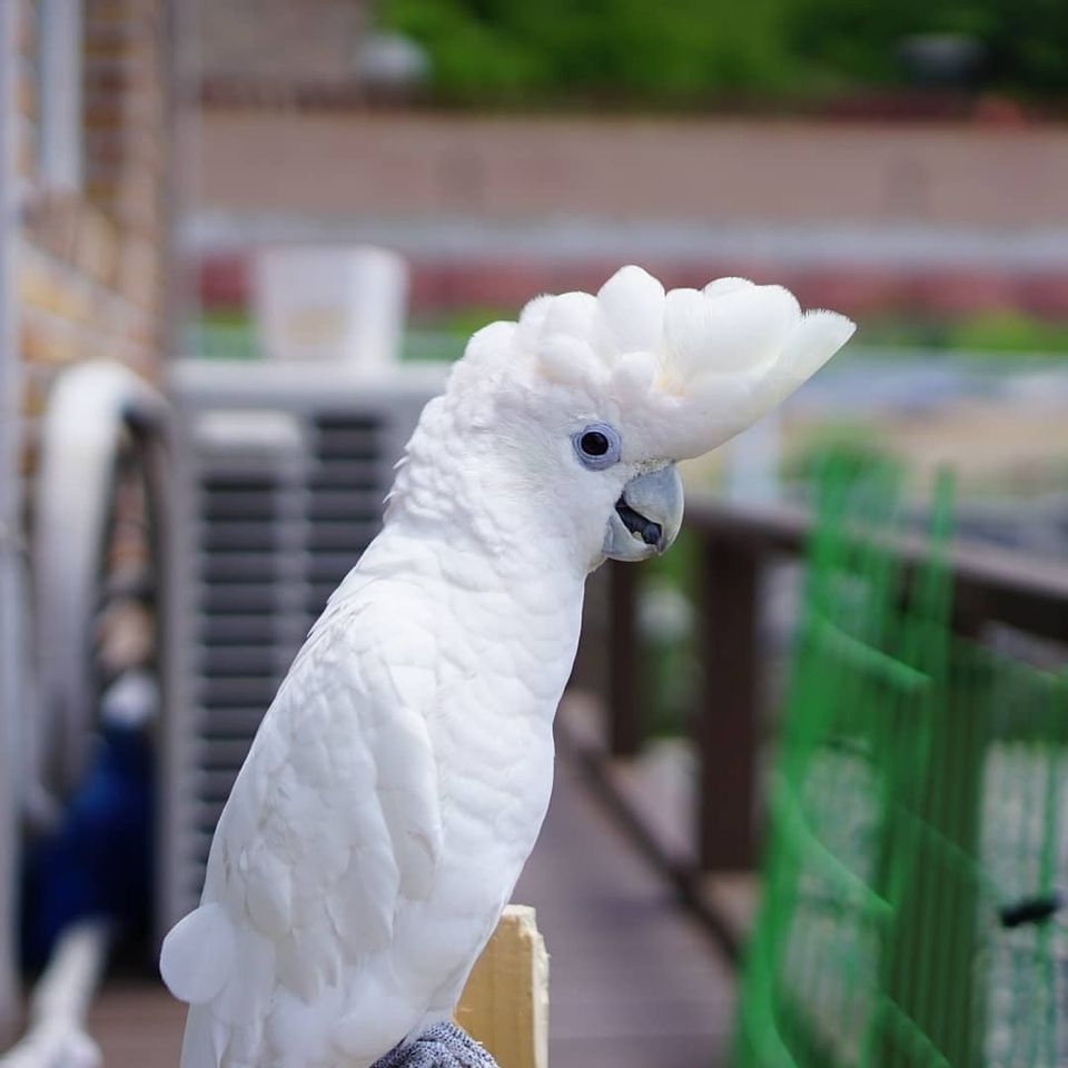 cockatoo pet