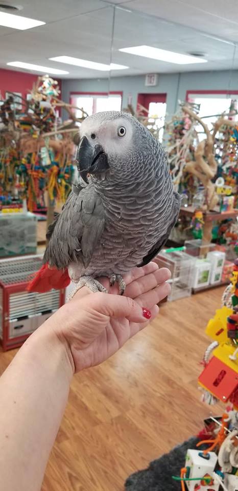 African Grey Congo Parrots for Sale