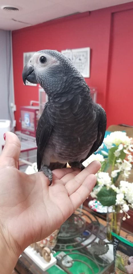 African Grey Timneh Parrots for Sale
