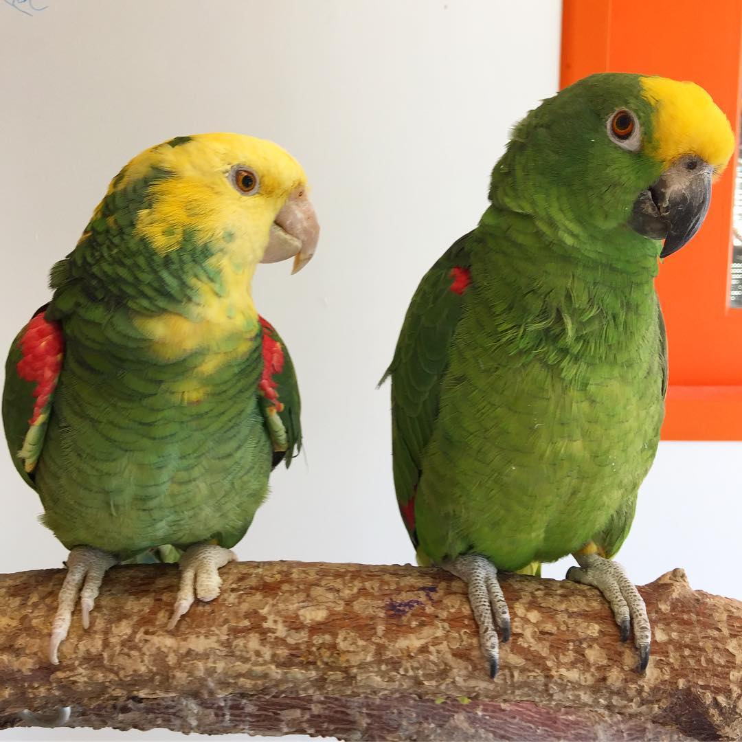 Amazon Parrots for Sale - Birds for sale.